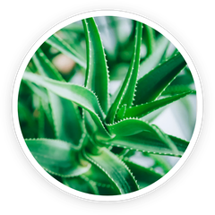 Aloe Vera ingredient photo