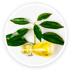 Camphor Oil ingredient photo