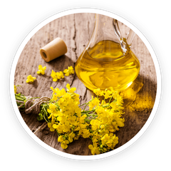 Canola Oil ingredient photo