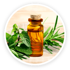 Tea Tree Oil ingredient photo